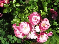 12de5561-Picture 021.jpg